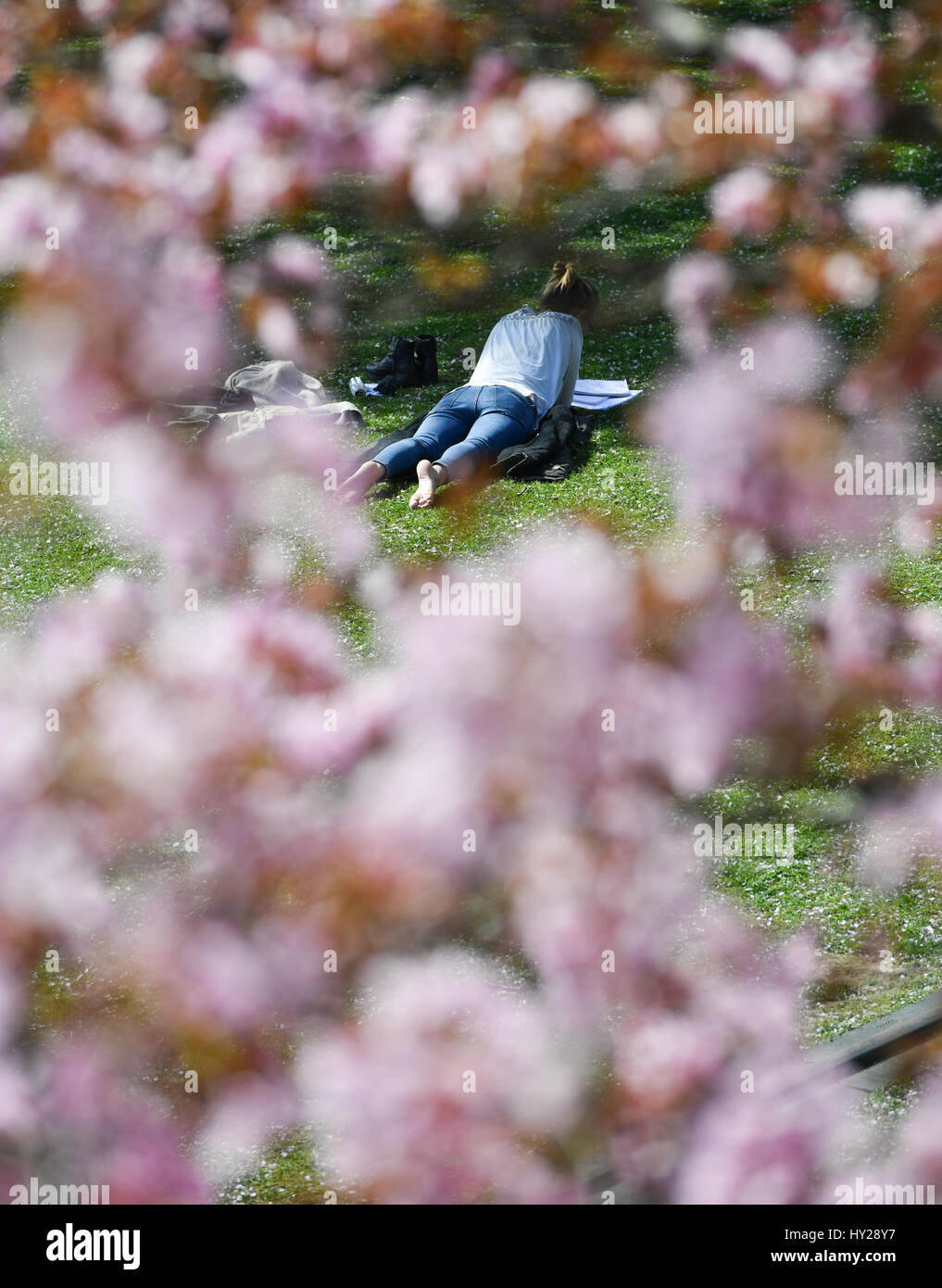 Una donna si trova in un parco circondato da alberi in fiore in una giornata di sole in Frankfurt am Main, Germania, 30 marzo 2017. Foto: Arne Dedert/dpa Foto Stock