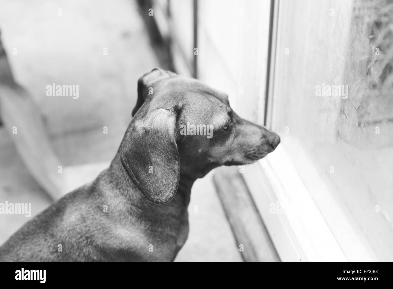 Dauchsund in attesa fuori vicino a una porta a vetri scorrevole. Foto Stock Dauchsund in attesa fuori vicino a una porta a vetri scorrevole. Foto Stock