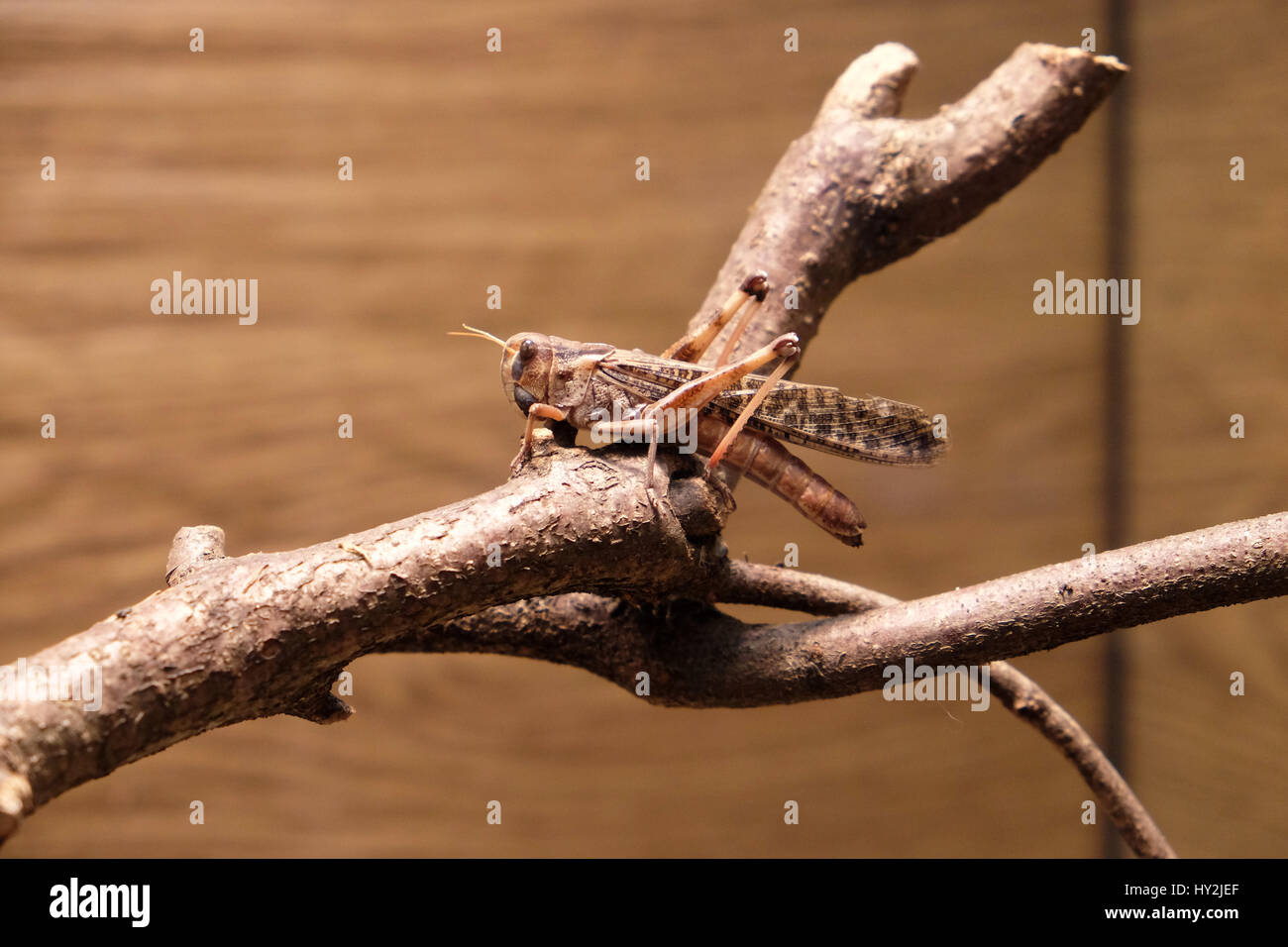 Locusta migratoria (Locusta migratoria) Foto Stock