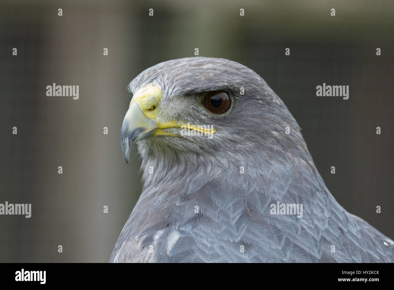Foto ritratto di un avviso cercando Falcon grigio Foto Stock