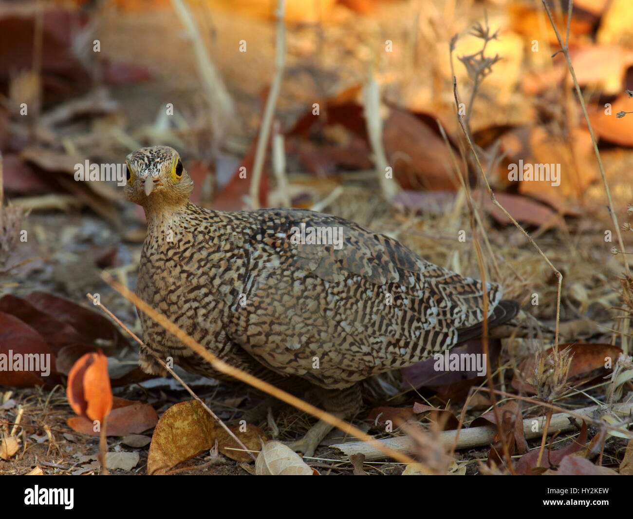 Fare doppio nastrati Pterocles Sandgrouse bicinctus, North Luangwa National Park, Zambia Foto Stock