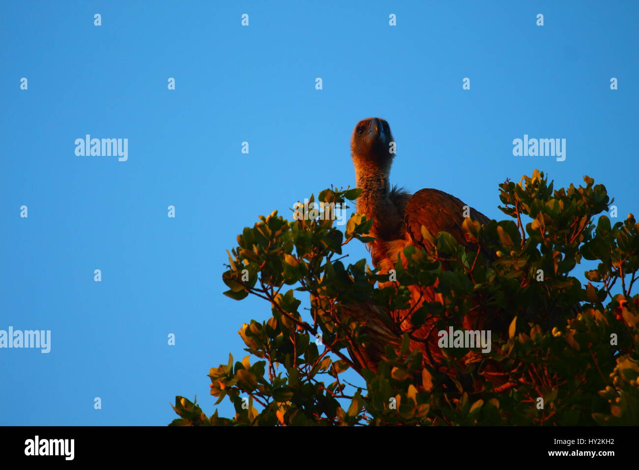 White-backed Vulture Gyps africanus, Kasanka National Park, Zambia, Africa Foto Stock