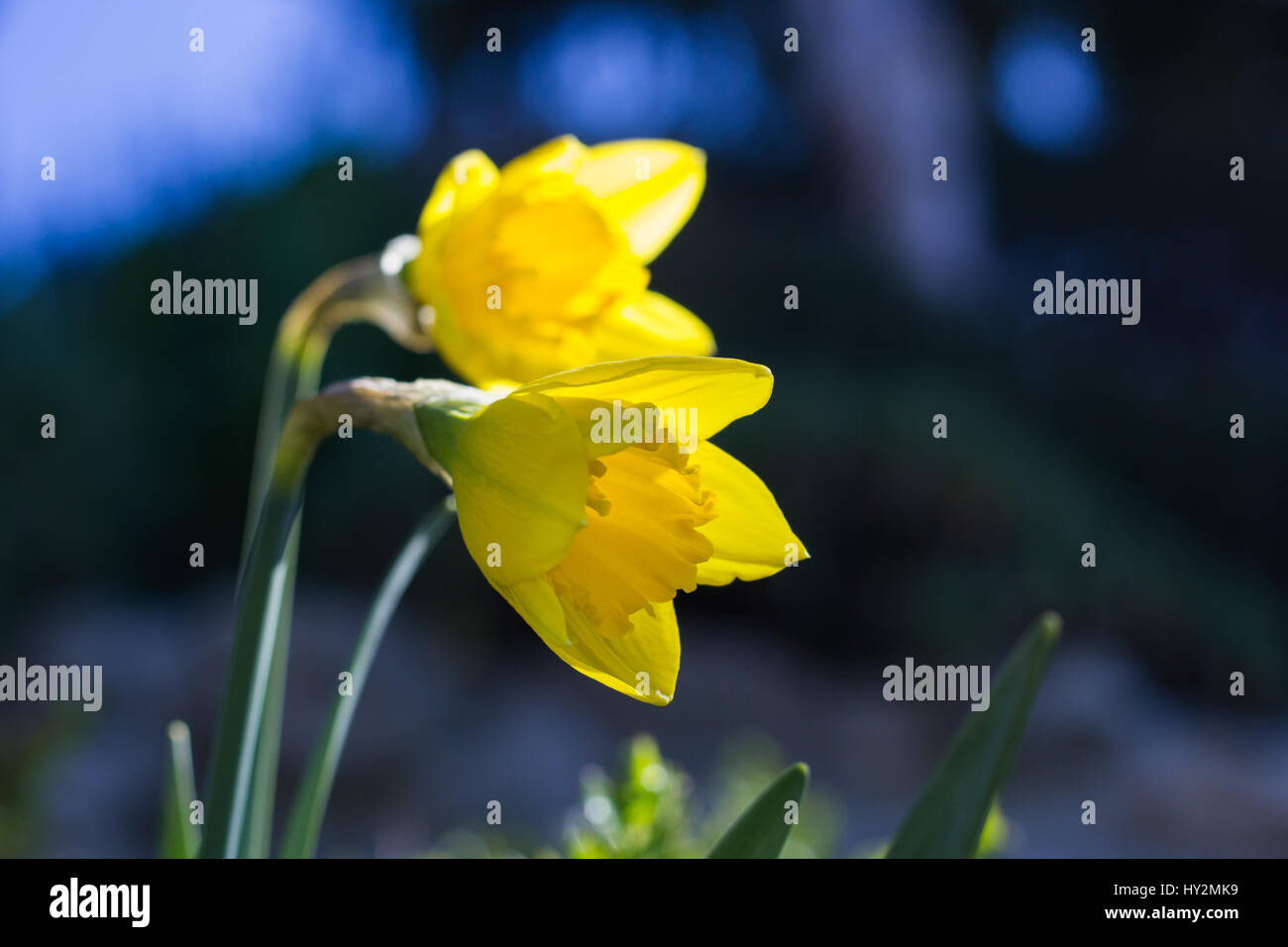 Il giallo dei fiori di narciso Foto Stock