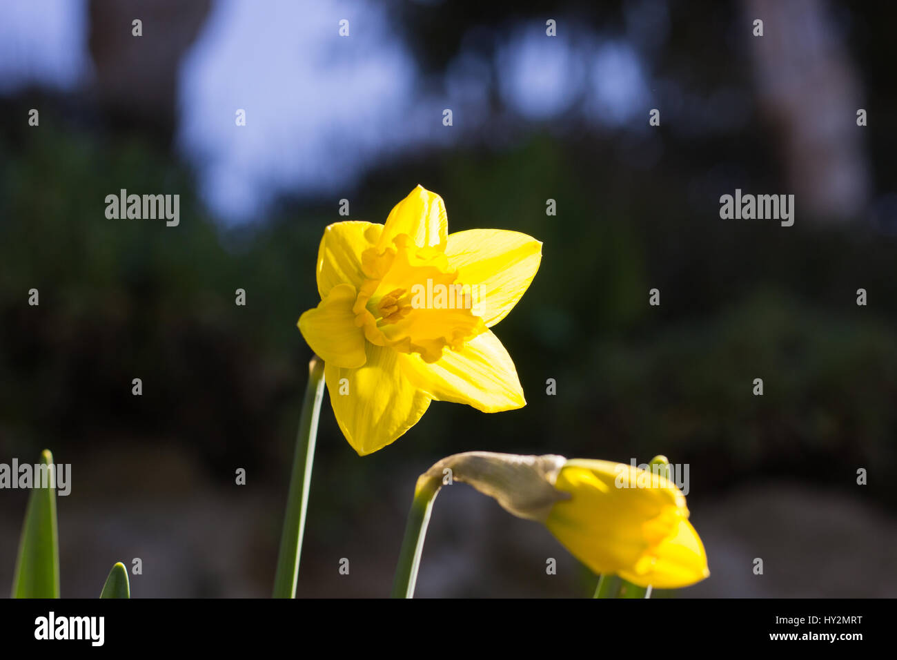 Il giallo dei fiori di narciso Foto Stock