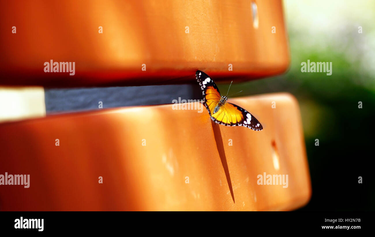 Tiger comune ( Danaus genutia ), a kalyan, Foto Stock