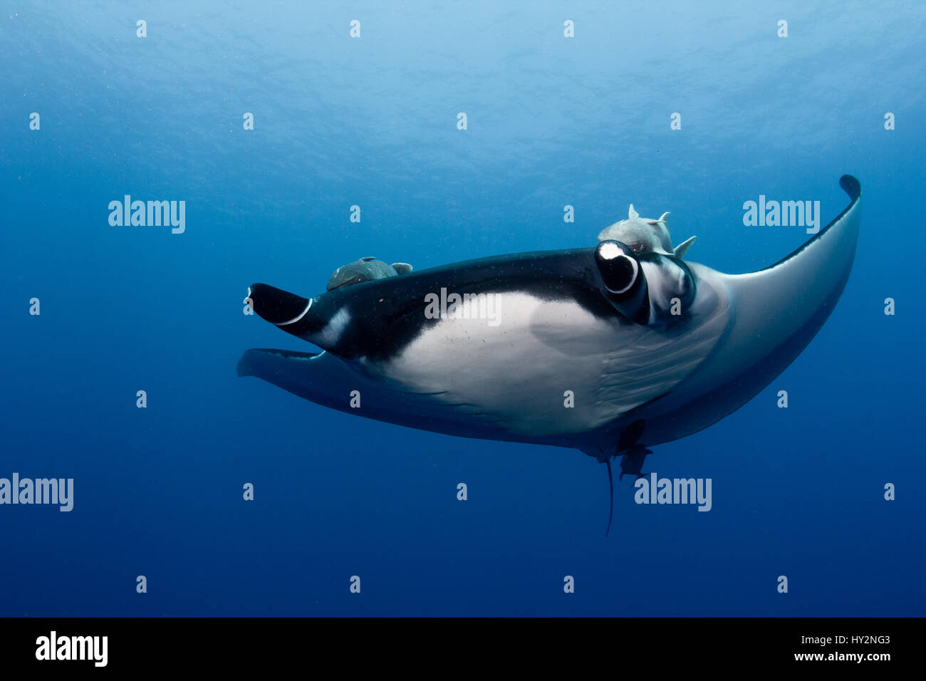 Giant Manta Ray Manta Birostris Con Un Enorme Apertura Alare Volando Attraverso Le Acque Blu Dell Oceano Pacifico Foto Stock Alamy