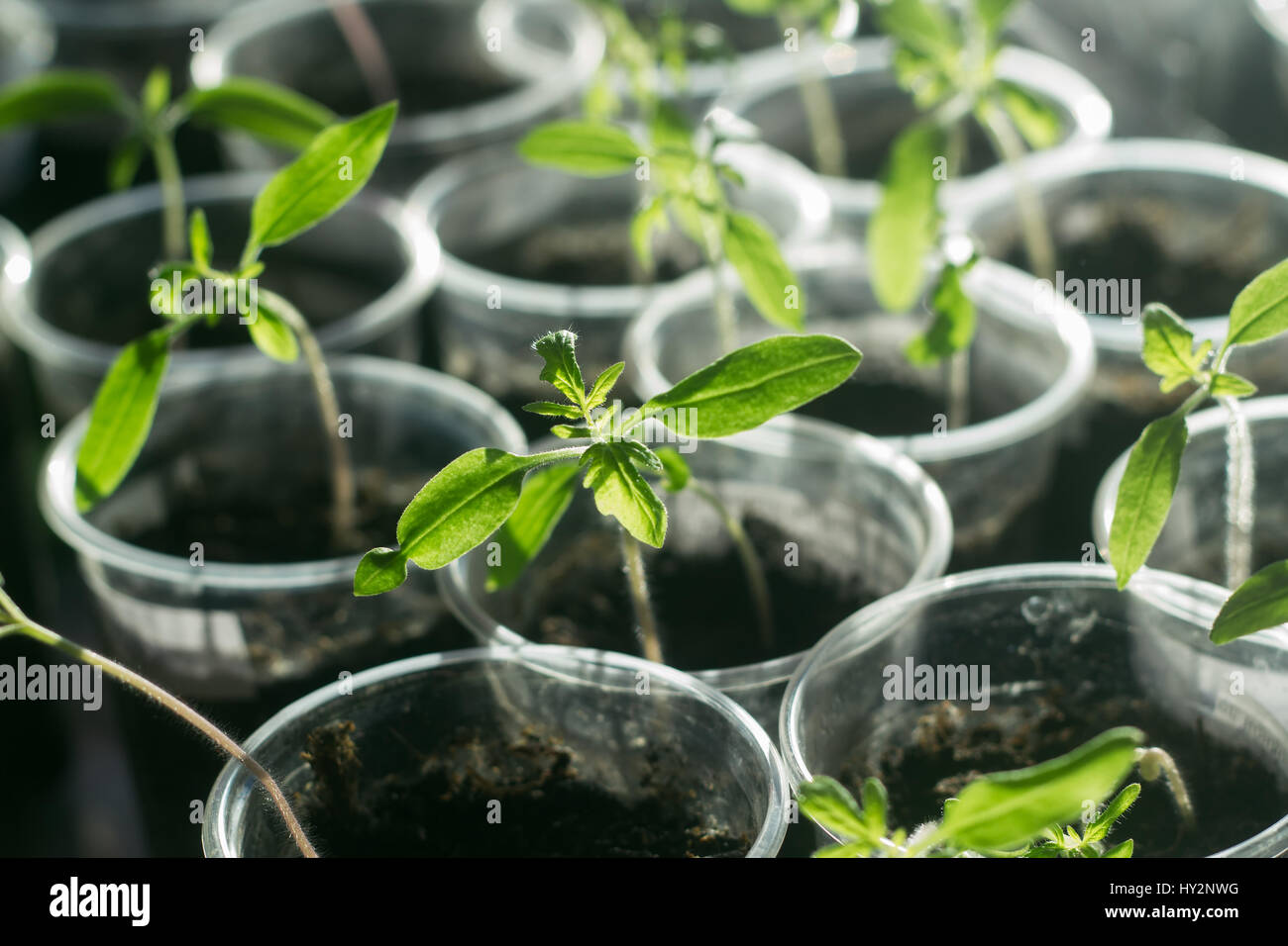 Pomodori bambino cresce in bicchieri di plastica Foto Stock