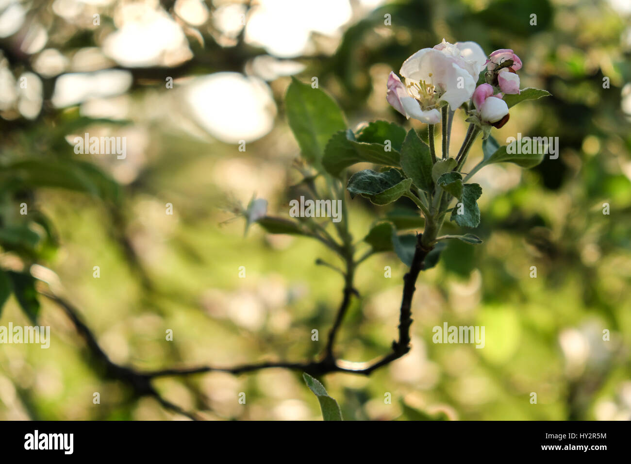 Melo's branch piena di fiore e i fiori che sbocciano in una bella giornata di primavera Foto Stock