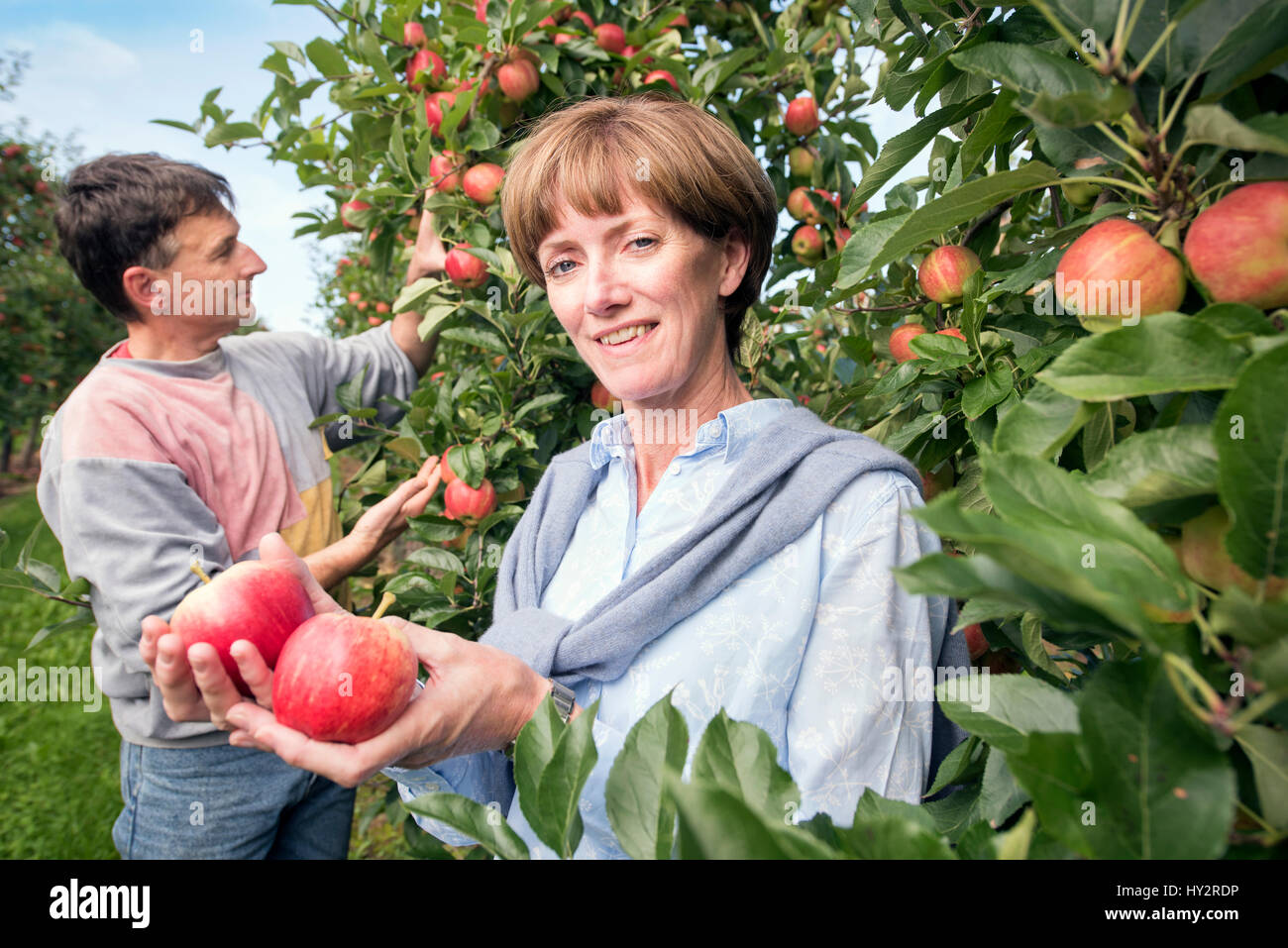 La mela e luppolo agricoltore Ali Capper delle scorte Farm Herefordshire Farm controlla il grado di maturità del suo raccolto con lavoratore agricultral Jerzy Kwapniewski da P Foto Stock