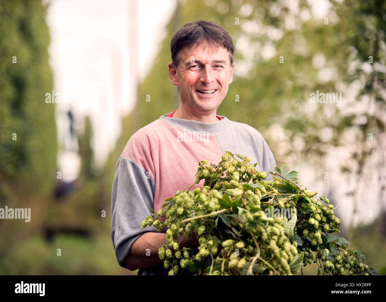 Lavoratore agricolo interessato Jerzy Kwapniewski dalla Polonia la raccolta di luppolo a stock Farm in Suckley, Herefordshire UK Foto Stock