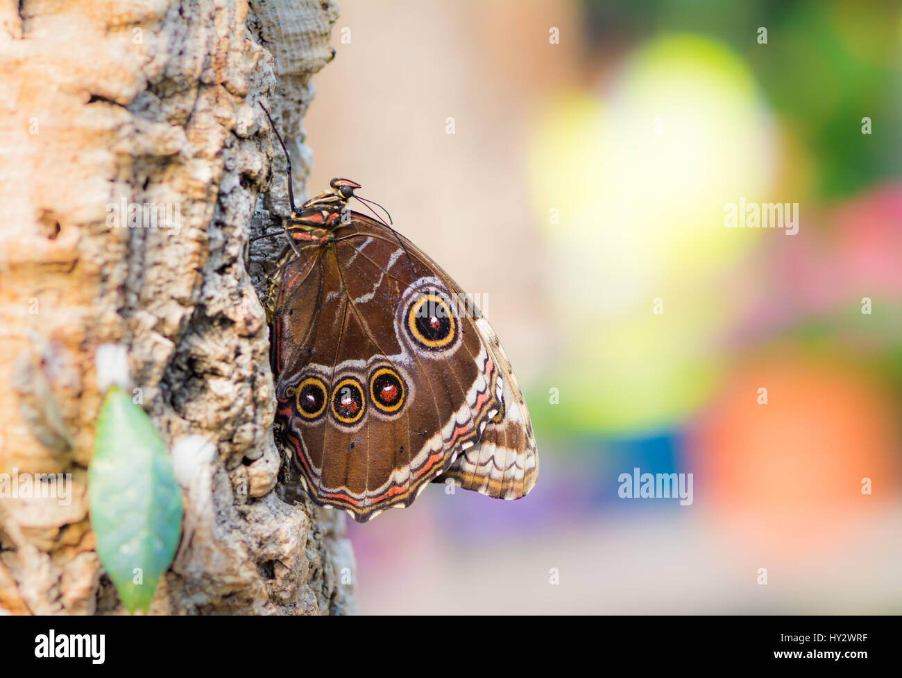 Macro di un farfalle tropicali seduto su un tronco di albero Foto Stock