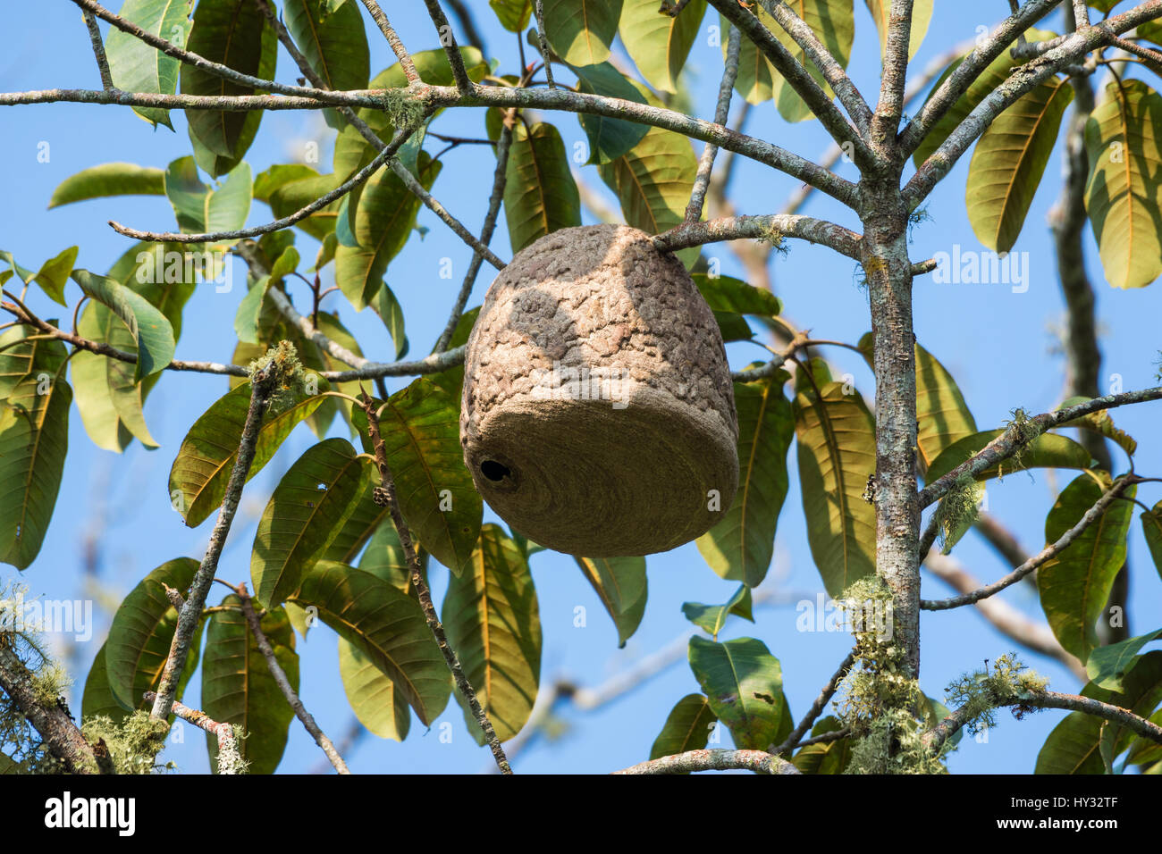 Un grande cono a forma di nido di vespe appesi a un ramo di albero. Il Perù. Foto Stock