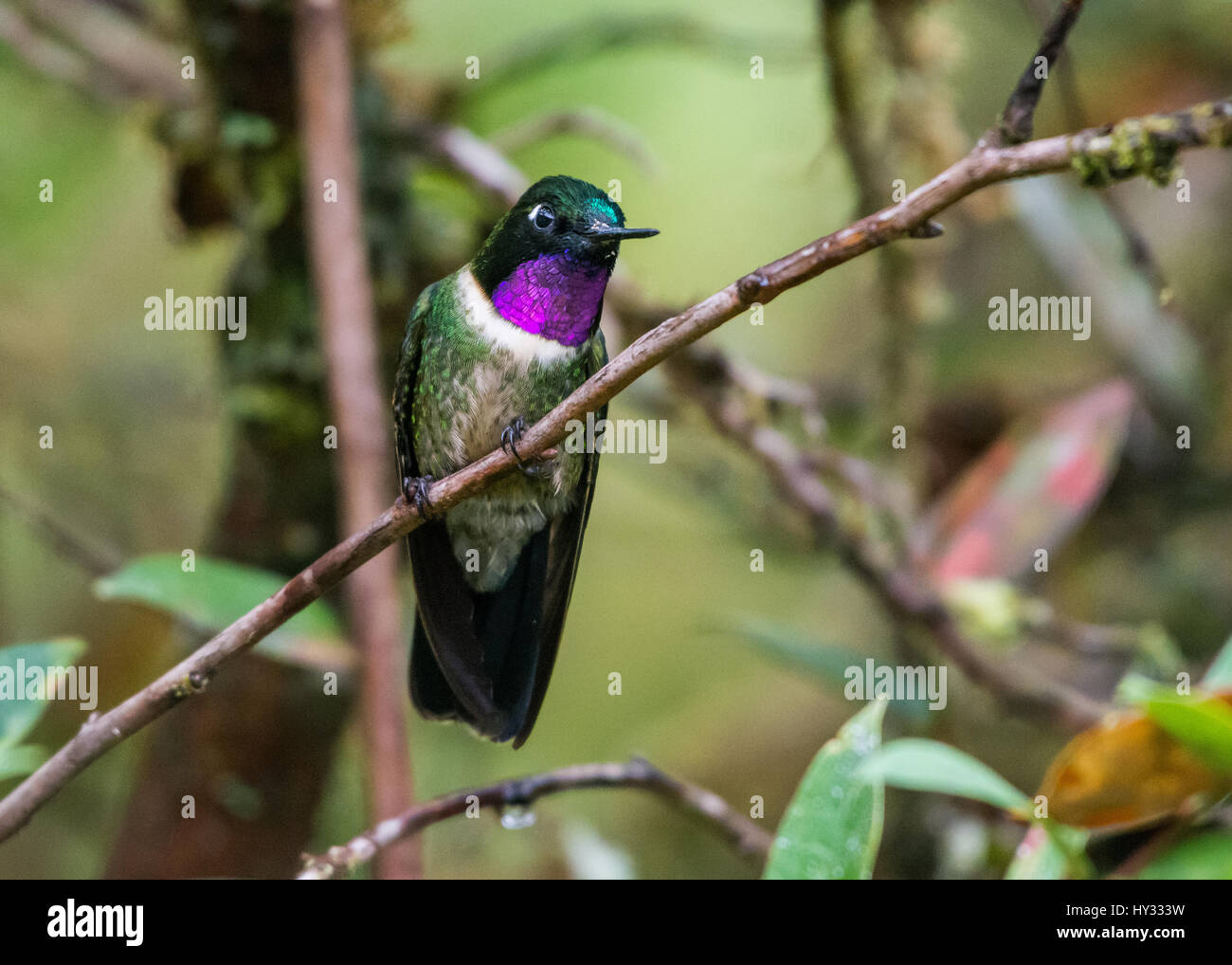 Ametista-throated Sunangel (Heliangelus amethysticollis) arroccato su di un piccolo ramo. Il Perù. Foto Stock