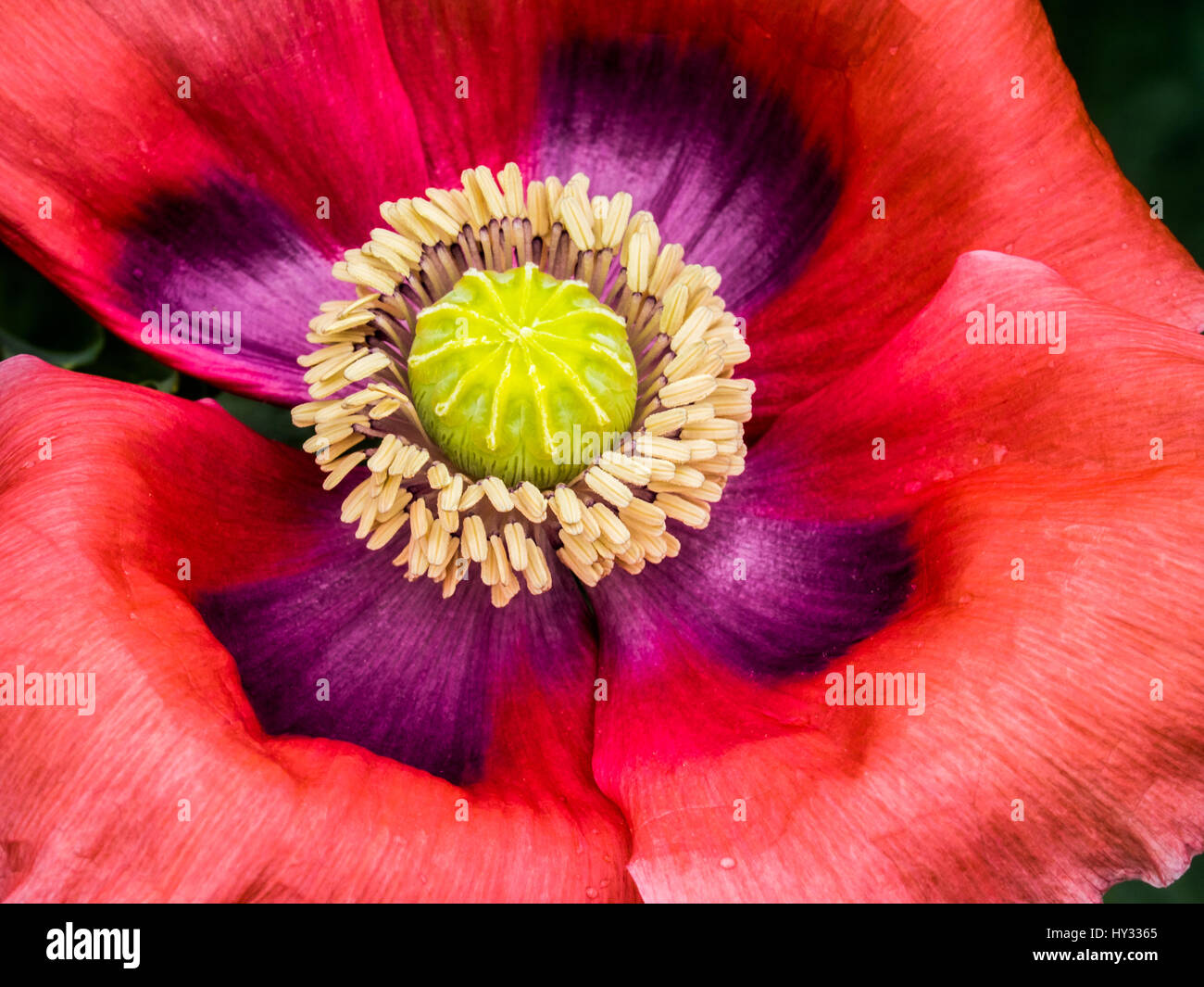 Fiore di papavero in tutta la sua gloria di estate, presso il National giardino di erbe in US National Arboretum, Washington DC. Foto Stock