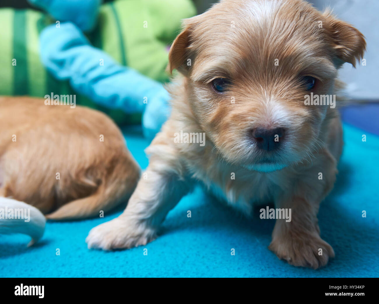 Stanco Havaneser cucciolo guarda nella telecamera Foto Stock