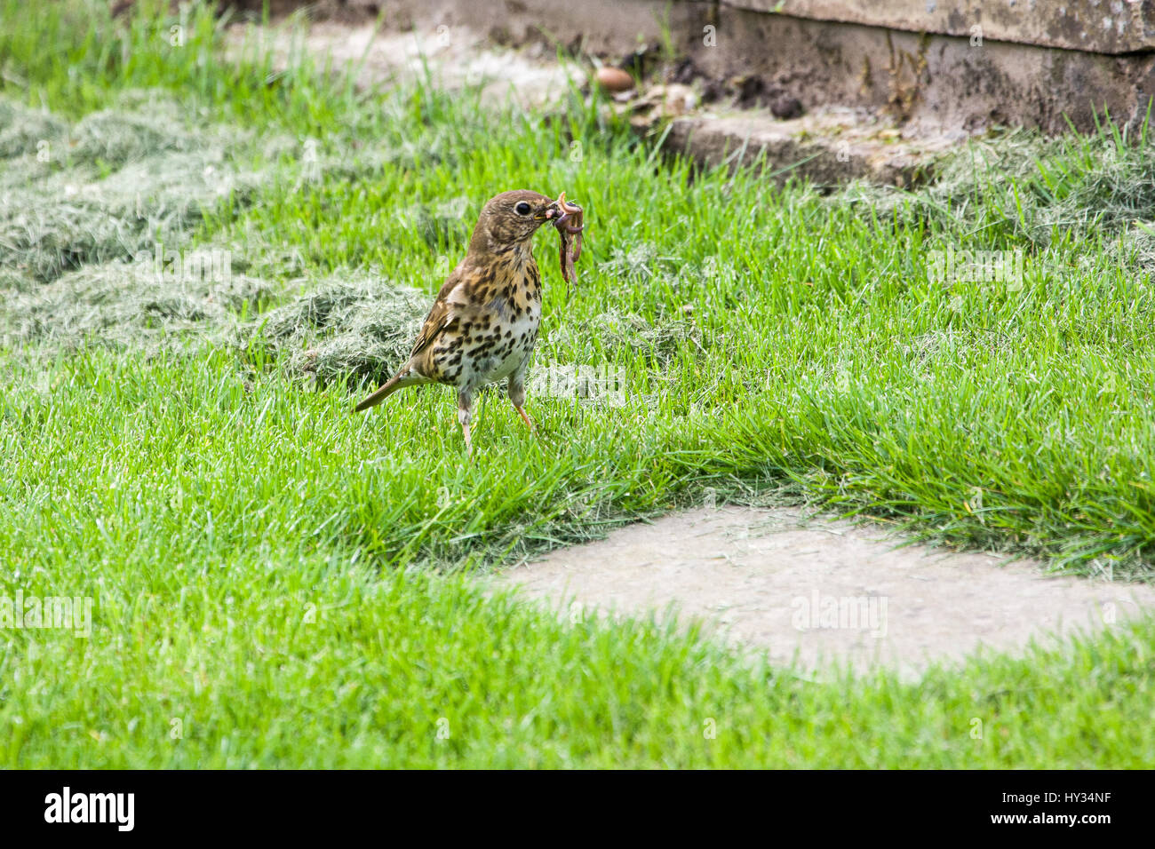 Tordo vermi di raccolta Foto Stock