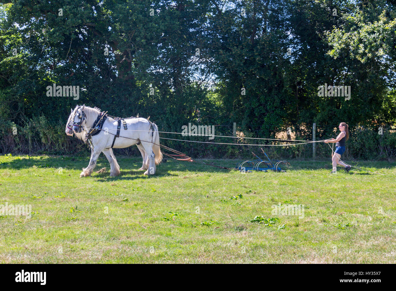 Una coppia di magnificamente girato fuori shire cavalli dimostrando la loro potenza di traino al 2016 Norton Fitzwarren vapore & Vintage Rally del veicolo, Somerset Foto Stock
