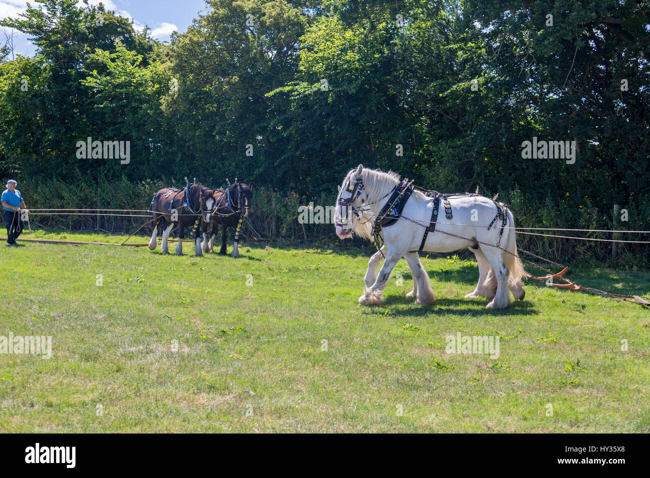 Coppie di magnificamente girato fuori shire cavalli dimostrando la loro potenza di traino al 2016 Norton Fitzwarren vapore & Vintage Rally del veicolo, Somerset Foto Stock