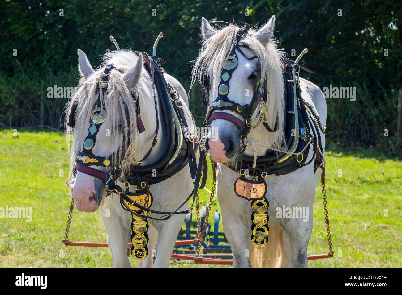 Una coppia di magnificamente girato fuori shire cavalli dimostrando la loro potenza di traino al 2016 Norton Fitzwarren vapore & Vintage Rally del veicolo, Somerset Foto Stock