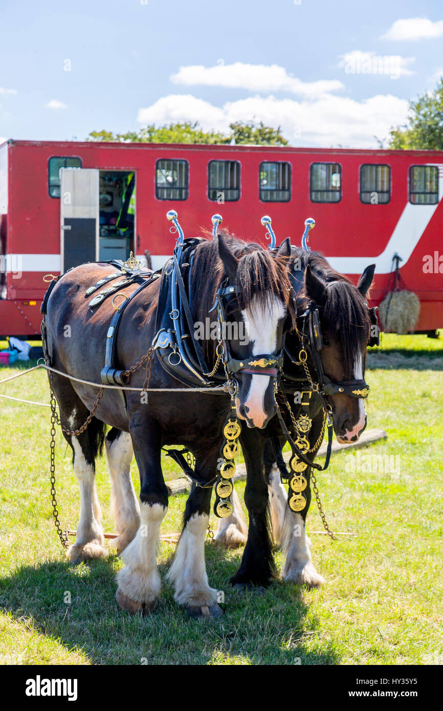 Una coppia di magnificamente girato fuori shire cavalli dimostrando la loro potenza di traino al 2016 Norton Fitzwarren vapore & Vintage Rally del veicolo, Somerset Foto Stock