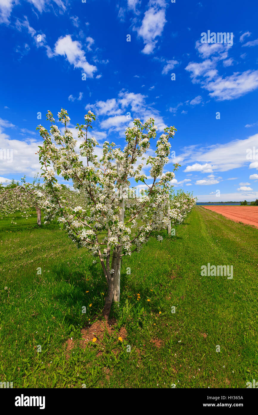 Primavera meleto in corrispondenza del picco della fioritura. Foto Stock