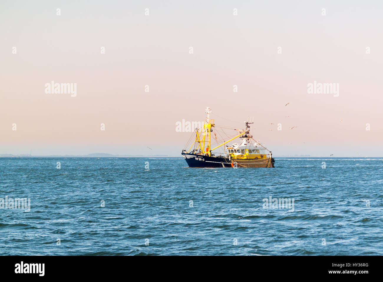 Commerciale di pescherecci con reti da traino adibiti alla pesca di gamberetti la pesca dei gamberetti su Waddensea, Paesi Bassi Foto Stock