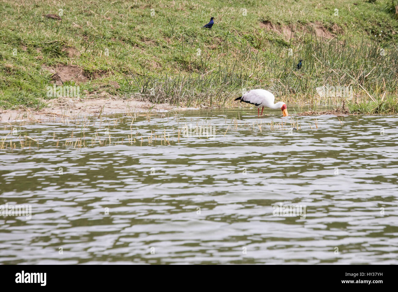 Giallo fatturati stork alimentazione nel canale Kazinga nel Parco Nazionale Queen Elizabeth, Uganda, Africa. Foto Stock