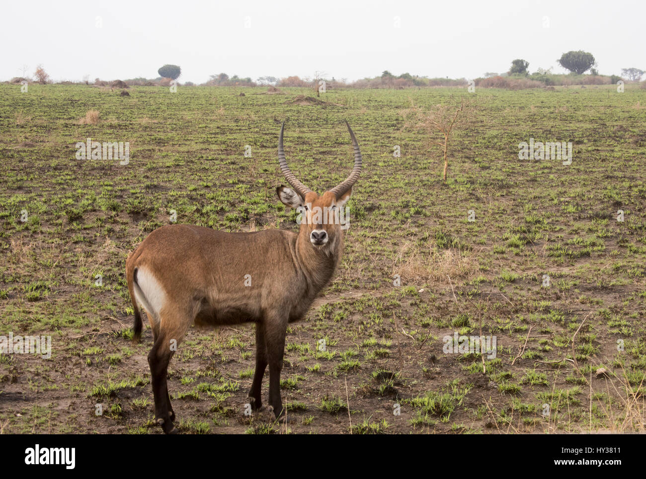 Antilope Waterbuck in piedi in campo nel Parco Nazionale Queen Elizabeth, Uganda, Africa. Foto Stock