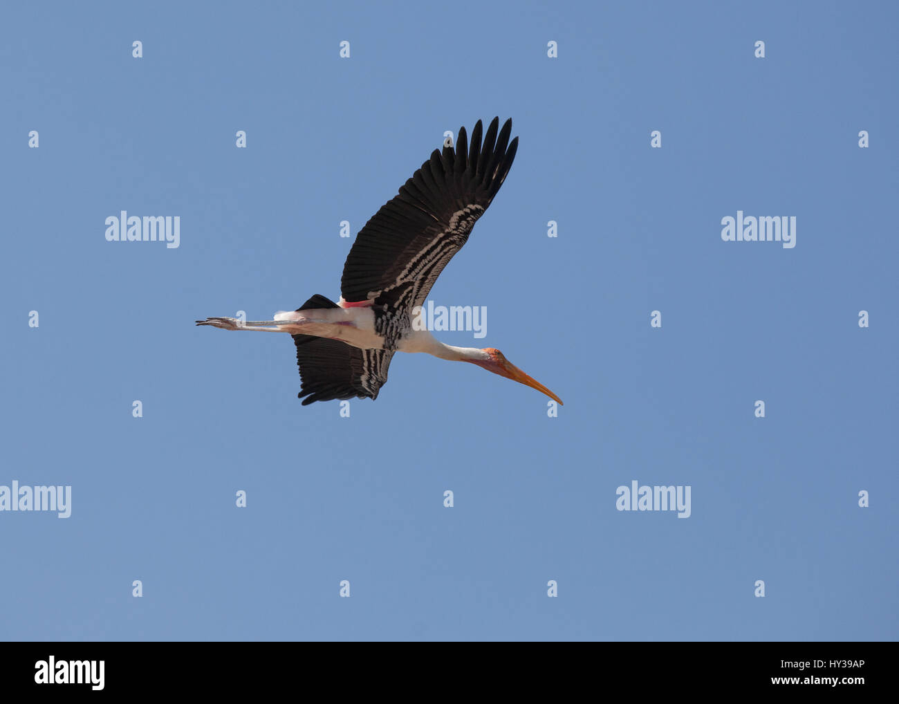 Cicogna dipinta in Kunthankulam Bird Sanctuary,Tamil Nadu, India Foto Stock