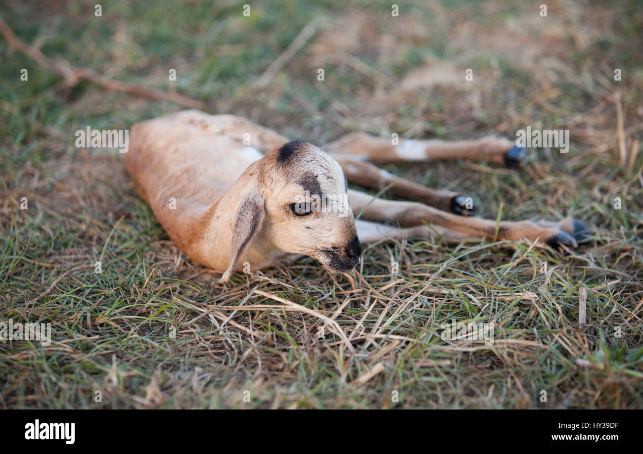 Capra in Koonthankulam Bird Sanctuary,Tamil Nadu, India Foto Stock