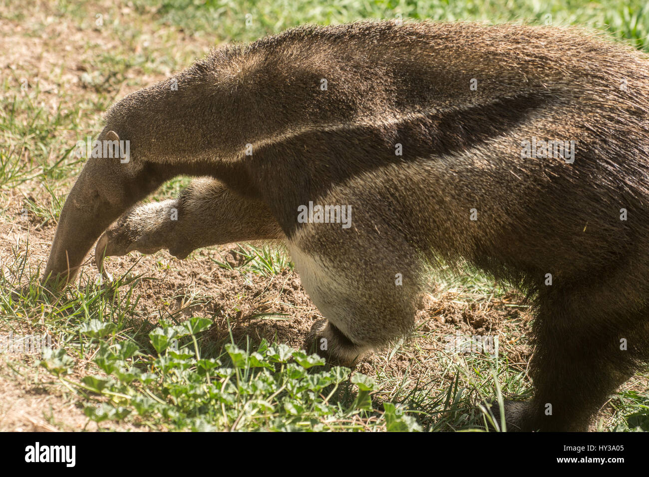Anteater gigante, Myrmecophaga tridactyla, Myrmecophagidae Foto Stock