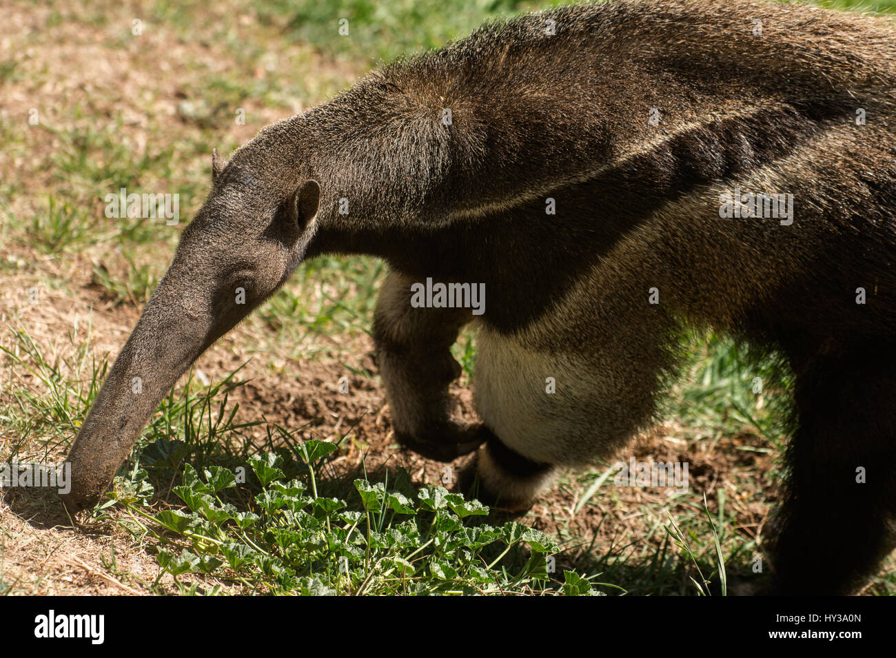 Anteater gigante, Myrmecophaga tridactyla, Myrmecophagidae Foto Stock