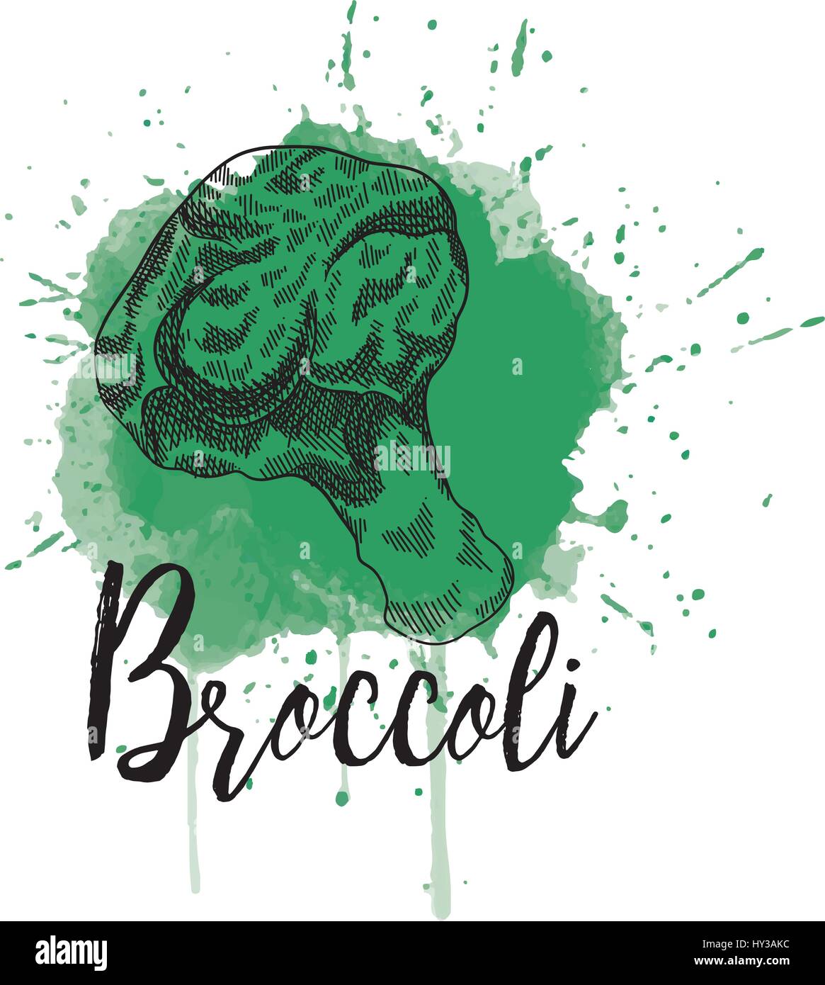 Illustrazione Vettoriale di brocoli. Lato immagine disegnata Illustrazione Vettoriale