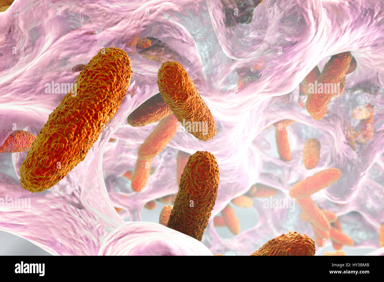 Klebsiella pneumoniae batteri nel biofilm,computer illustrazione.K.pneumoniae sono Gram-negativi,incapsulato,non-mobili,enterico asta,procariota.Questa specie provoca Friedlander la polmonite infezioni del tratto urinario.K.pneumoniae la patogenicità può essere attribuito alla sua produzione di calore-stabile Foto Stock