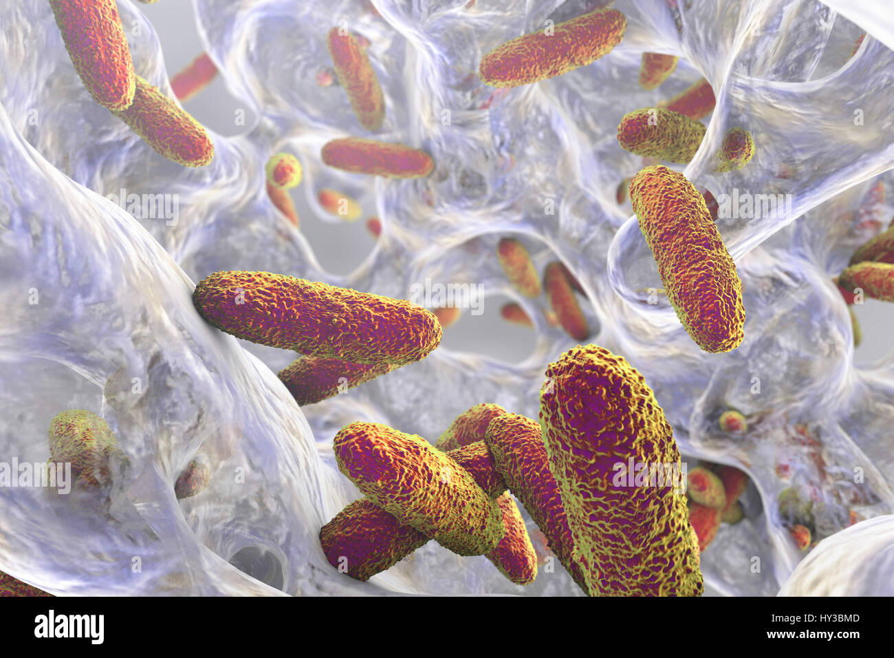 Klebsiella pneumoniae batteri nel biofilm,computer illustrazione.K.pneumoniae sono Gram-negativi,incapsulato,non-mobili,enterico asta,procariota.Questa specie provoca Friedlander la polmonite infezioni del tratto urinario.K.pneumoniae la patogenicità può essere attribuito alla sua produzione di calore-stabile Foto Stock