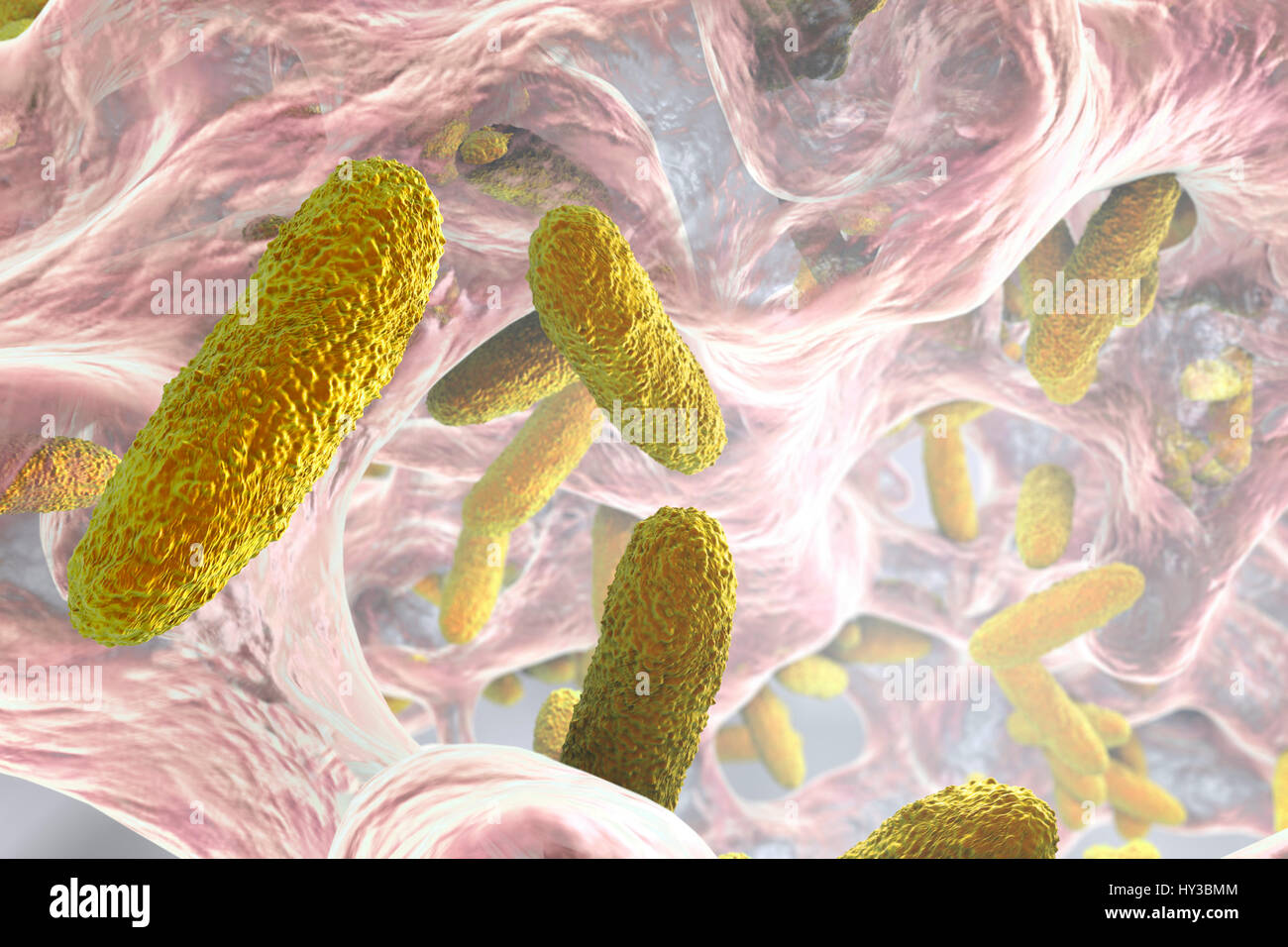 Klebsiella pneumoniae batteri nel biofilm,computer illustrazione.K.pneumoniae sono Gram-negativi,incapsulato,non-mobili,enterico asta,procariota.Questa specie provoca Friedlander la polmonite infezioni del tratto urinario.K.pneumoniae la patogenicità può essere attribuito alla sua produzione di calore-stabile Foto Stock
