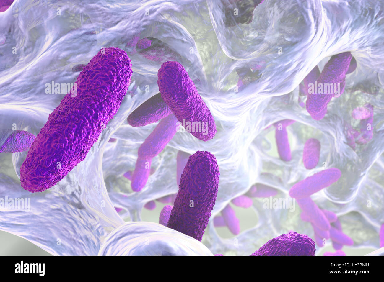 Klebsiella pneumoniae batteri nel biofilm,computer illustrazione.K.pneumoniae sono Gram-negativi,incapsulato,non-mobili,enterico asta,procariota.Questa specie provoca Friedlander la polmonite infezioni del tratto urinario.K.pneumoniae la patogenicità può essere attribuito alla sua produzione di calore-stabile Foto Stock