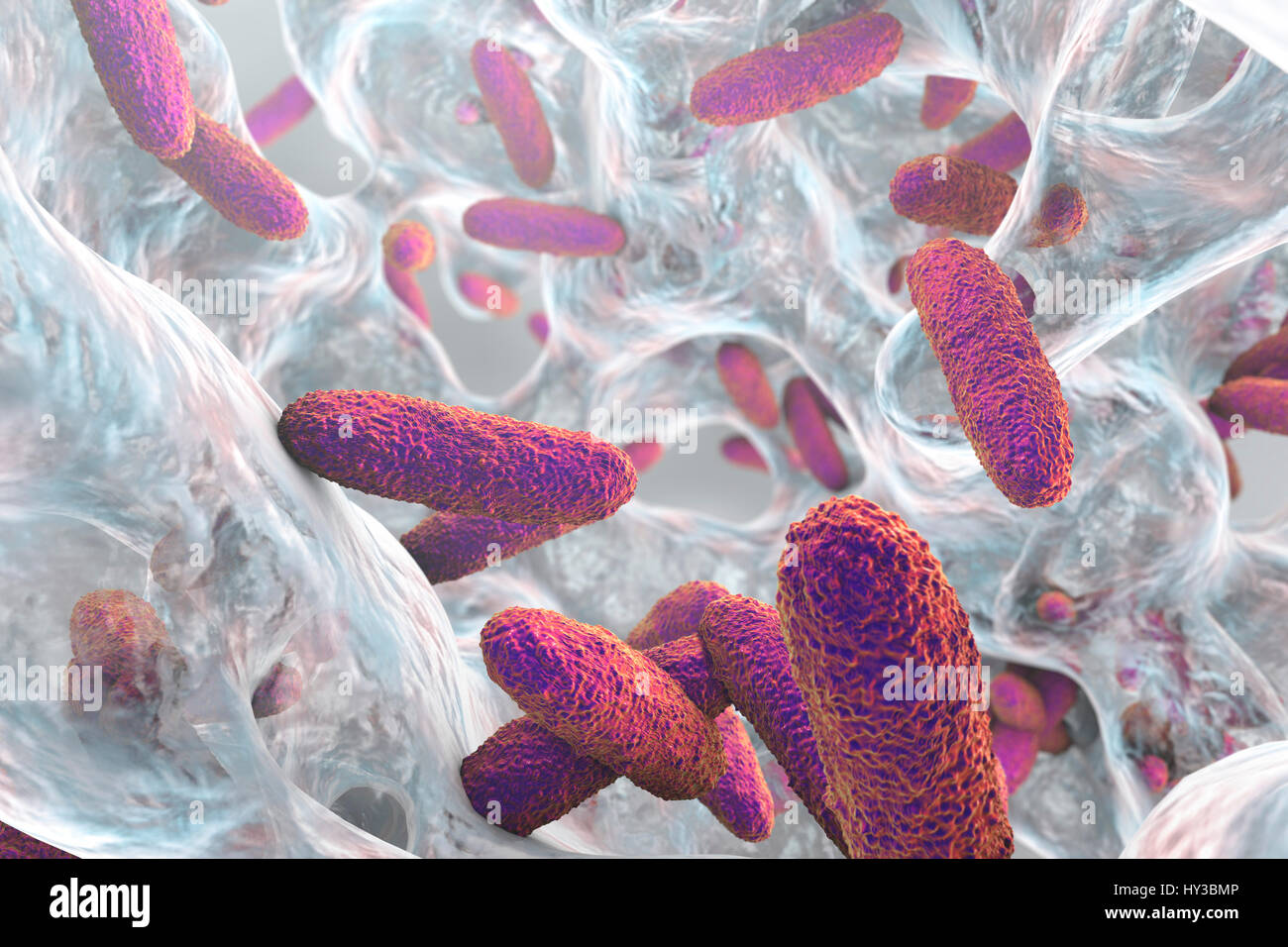 Klebsiella pneumoniae batteri nel biofilm,computer illustrazione.K.pneumoniae sono Gram-negativi,incapsulato,non-mobili,enterico asta,procariota.Questa specie provoca Friedlander la polmonite infezioni del tratto urinario.K.pneumoniae la patogenicità può essere attribuito alla sua produzione di calore-stabile Foto Stock