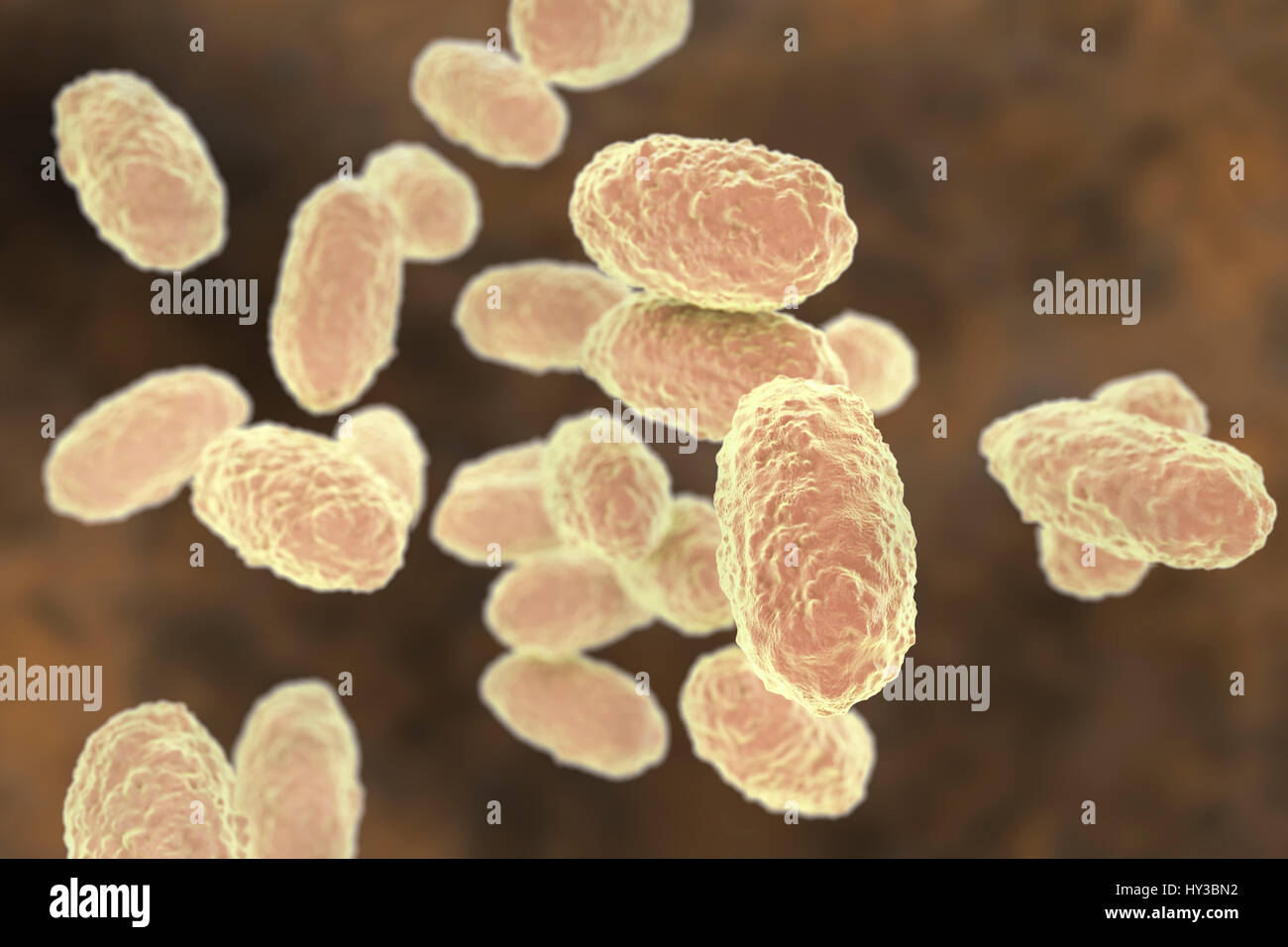 Pertosse (batteri Bordetella pertussis), computer illustrazione. Pertussis sono gram-negativi, aerobica, non-mobili, coccobacillo batteri. Essi sono distribuiti da tosse e da gocce nasali. Il periodo di incubazione è di 7-14 giorni. Un vaccino è disponibile per questo patogeno batterico. Vaccino della pertosse è parte del DTaP (difterite, tetano, pertosse acellulare) immunizzazione. Pertussis produce anche una linfocitosi-fattore di promozione, che provoca una diminuzione della voce di linfociti in linfonodi. Questo può portare ad una condizione nota come linfocitosi. Foto Stock