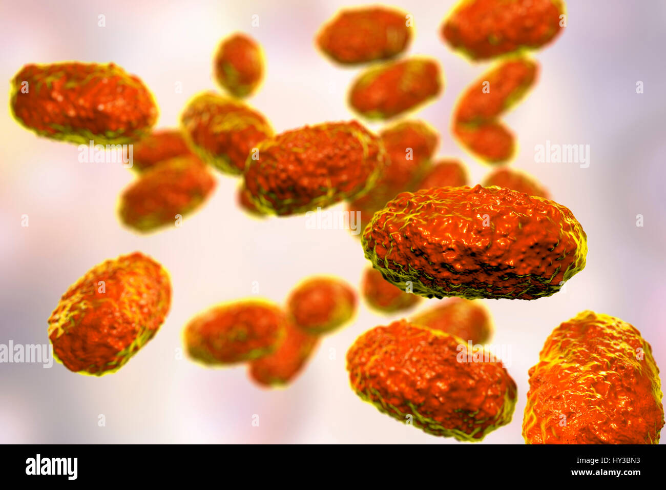 Pertosse (batteri Bordetella pertussis), computer illustrazione. Pertussis sono gram-negativi, aerobica, non-mobili, coccobacillo batteri. Essi sono distribuiti da tosse e da gocce nasali. Il periodo di incubazione è di 7-14 giorni. Un vaccino è disponibile per questo patogeno batterico. Vaccino della pertosse è parte del DTaP (difterite, tetano, pertosse acellulare) immunizzazione. Pertussis produce anche una linfocitosi-fattore di promozione, che provoca una diminuzione della voce di linfociti in linfonodi. Questo può portare ad una condizione nota come linfocitosi. Foto Stock