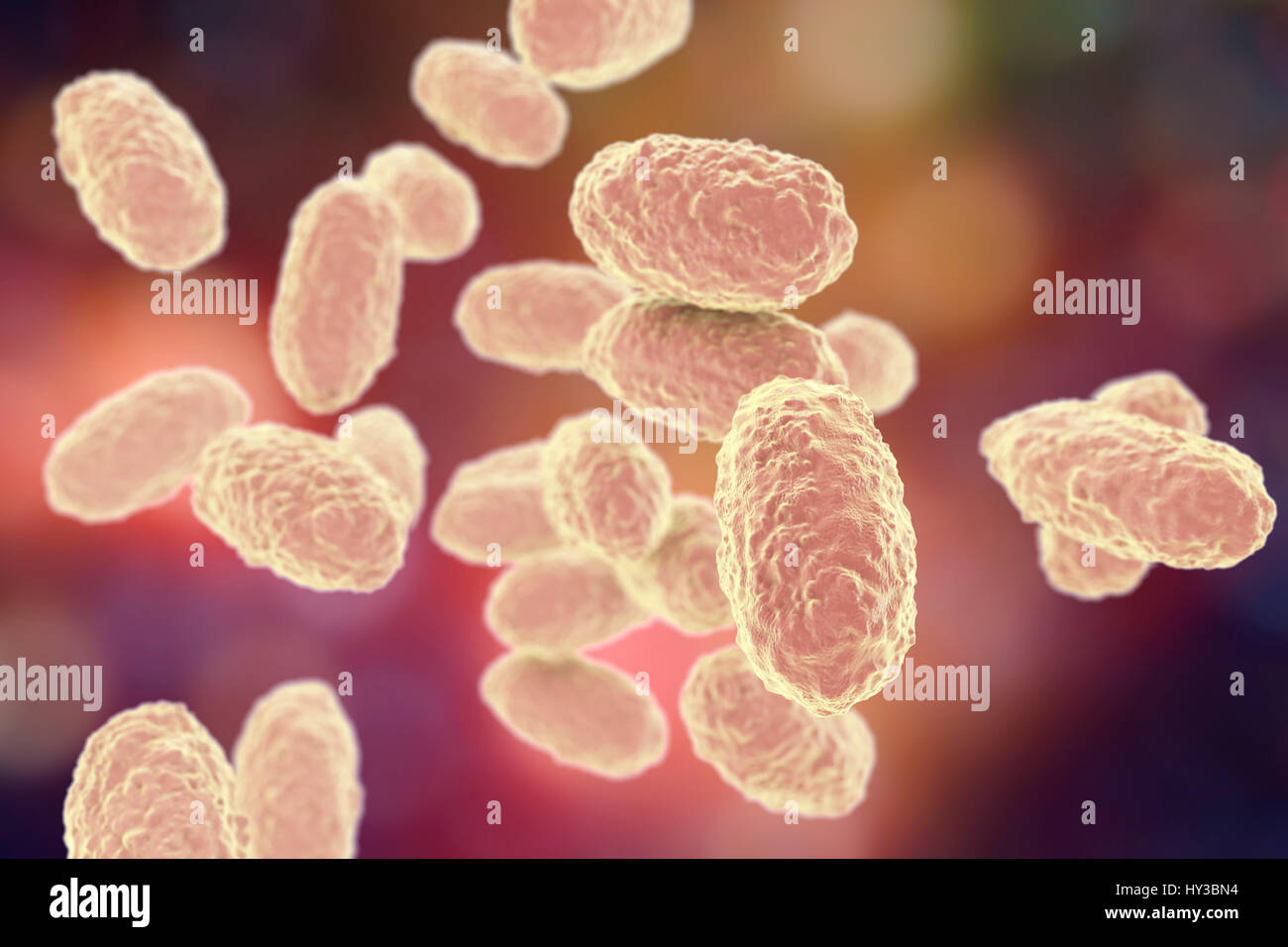 Pertosse (batteri Bordetella pertussis), computer illustrazione. Pertussis sono gram-negativi, aerobica, non-mobili, coccobacillo batteri. Essi sono distribuiti da tosse e da gocce nasali. Il periodo di incubazione è di 7-14 giorni. Un vaccino è disponibile per questo patogeno batterico. Vaccino della pertosse è parte del DTaP (difterite, tetano, pertosse acellulare) immunizzazione. Pertussis produce anche una linfocitosi-fattore di promozione, che provoca una diminuzione della voce di linfociti in linfonodi. Questo può portare ad una condizione nota come linfocitosi. Foto Stock