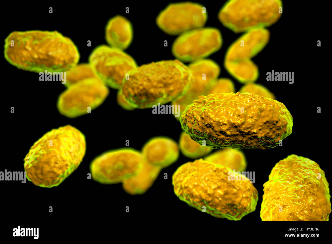 Pertosse (batteri Bordetella pertussis), computer illustrazione. Pertussis sono gram-negativi, aerobica, non-mobili, coccobacillo batteri. Essi sono distribuiti da tosse e da gocce nasali. Il periodo di incubazione è di 7-14 giorni. Un vaccino è disponibile per questo patogeno batterico. Vaccino della pertosse è parte del DTaP (difterite, tetano, pertosse acellulare) immunizzazione. Pertussis produce anche una linfocitosi-fattore di promozione, che provoca una diminuzione della voce di linfociti in linfonodi. Questo può portare ad una condizione nota come linfocitosi. Foto Stock