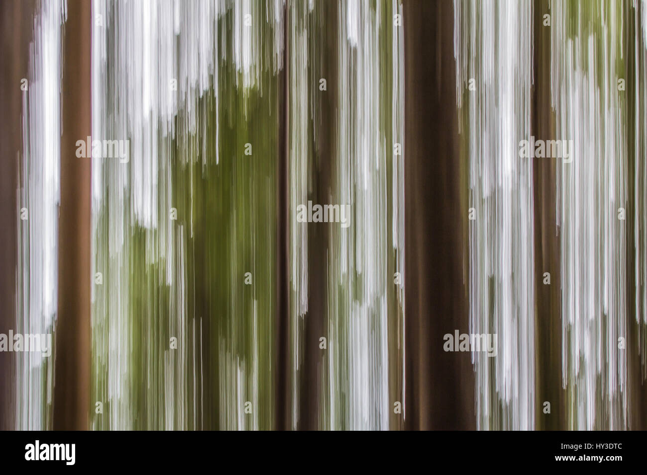 Il movimento sfocati tronchi di alberi e la tettoia di produrre immagini astratte con dritto, linee verticali di bianco, verde e marrone Foto Stock