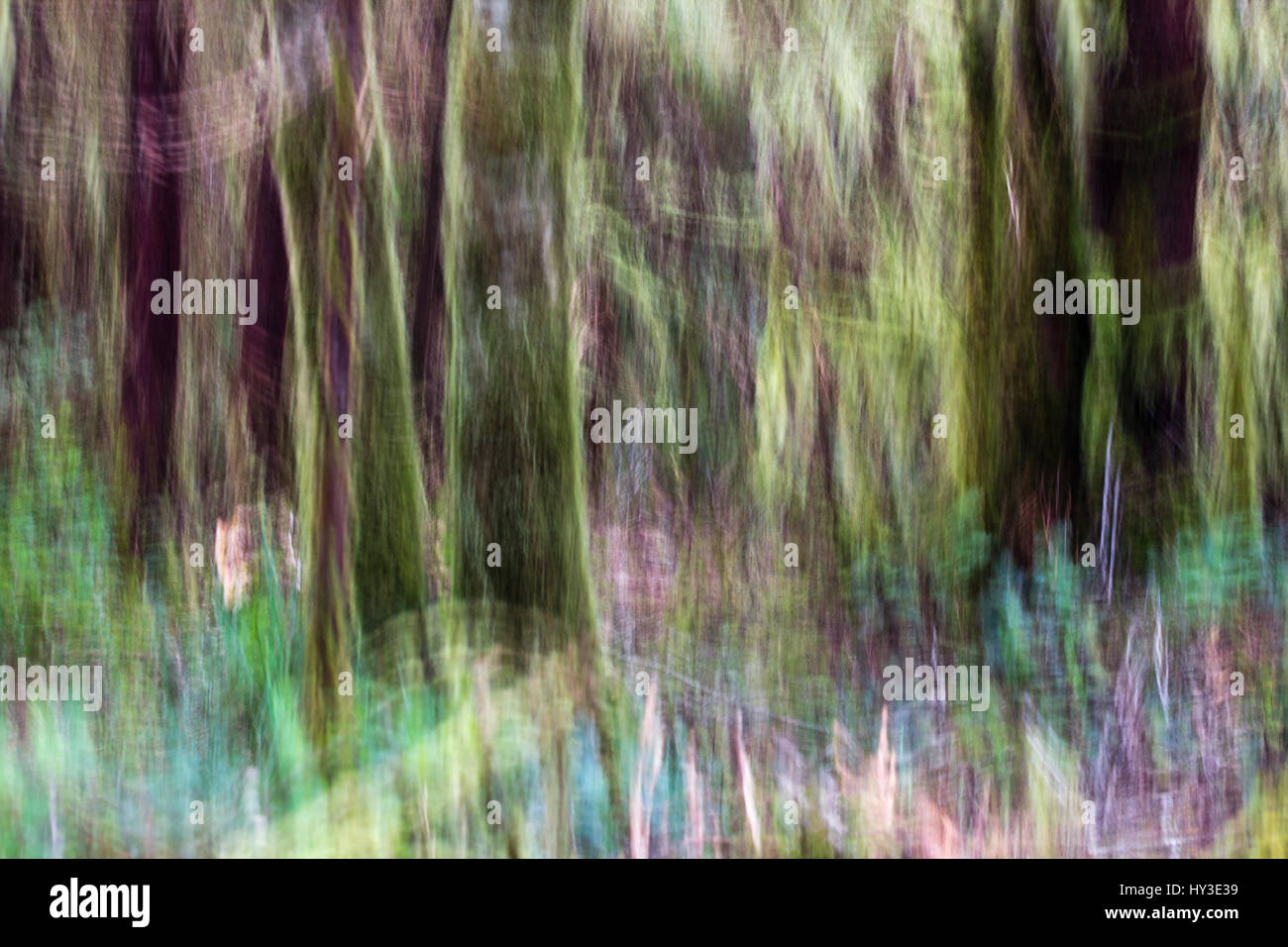 Motion offuscata, immagine astratta di pioggia-foresta tronchi di alberi e bosco colorato pavimento. Moss coperte di tronchi di albero candelette di verde con la retro-illuminazione Foto Stock