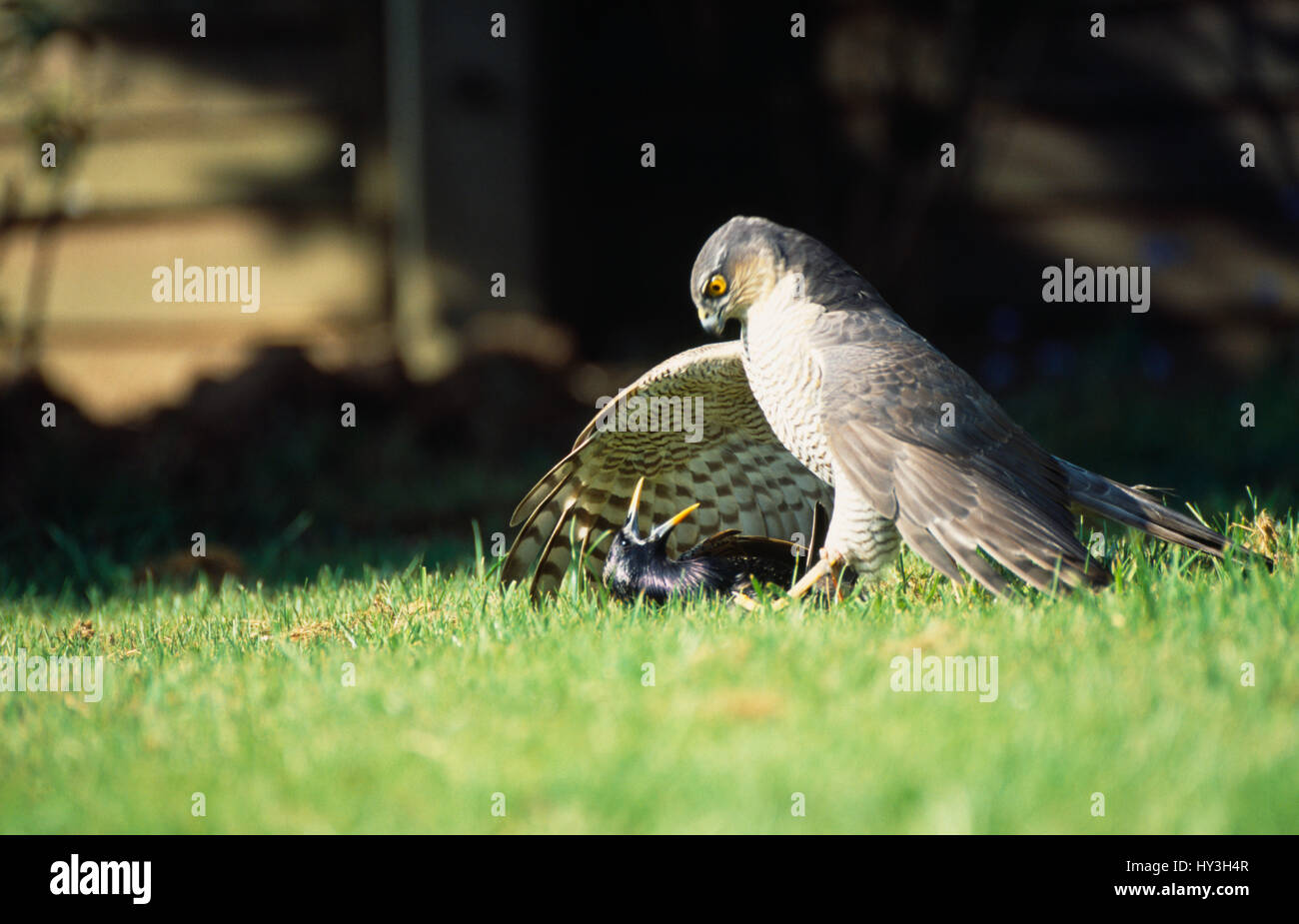Inghilterra, West Sussex, Angmering, Sparviero Accipiter nisus, maschio rapace sul terreno con catturato starling. Foto Stock