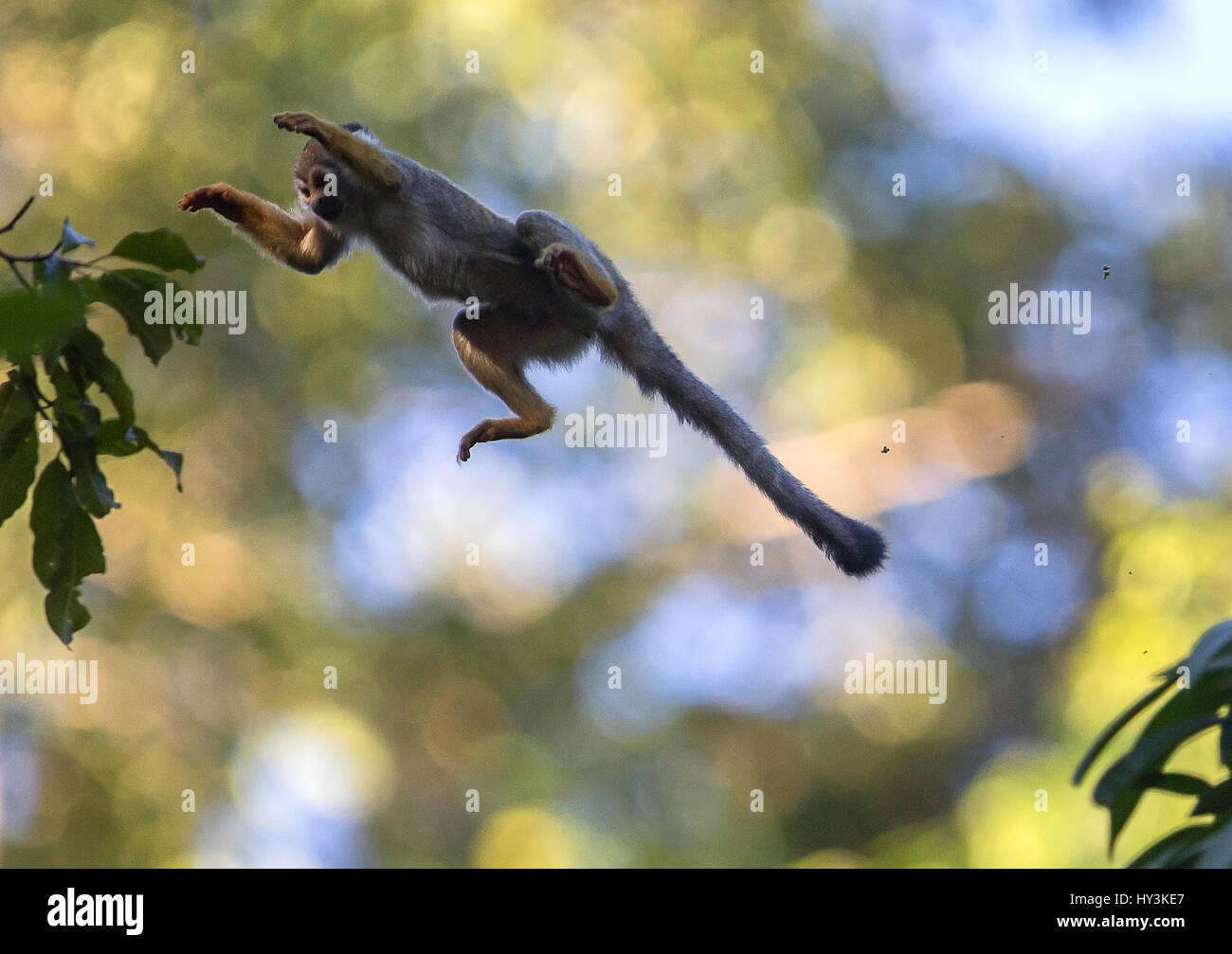 Il salto della scimmia Foto Stock