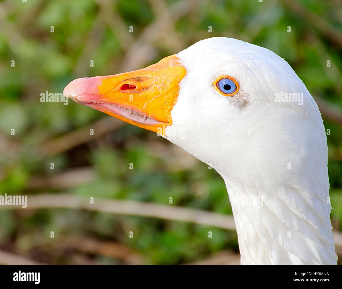 Oca naturale con gli occhi blu,close up,Westport lago riserva di uccelli vicino a Stoke on Trent, Staffordshire, Regno Unito. Foto Stock