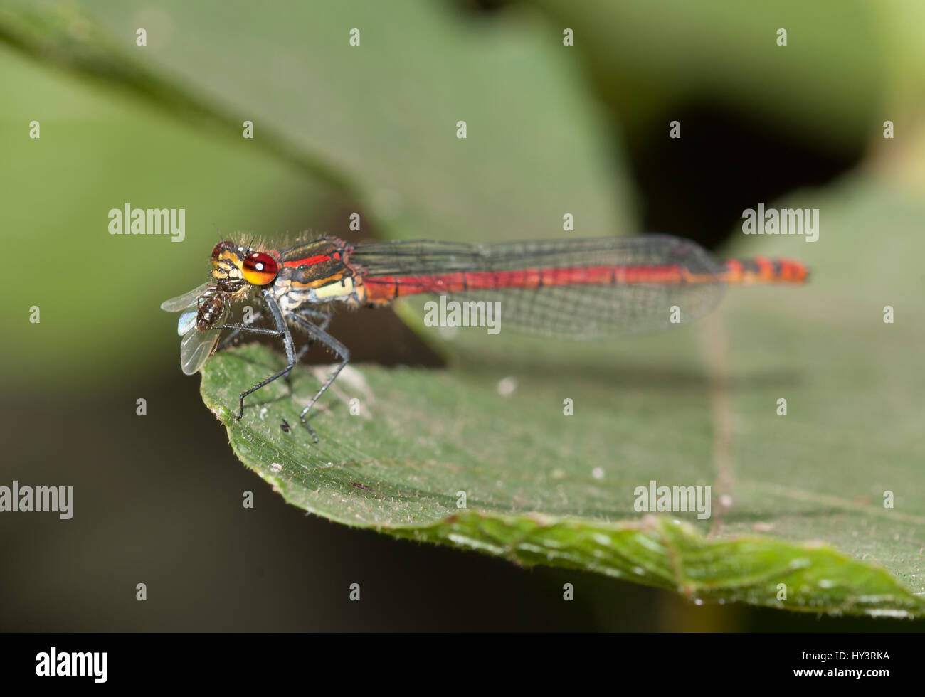 Pyrrhosoma nimphula es onu caballito del Diablo muy vistoso, tipíco de aguas lentas o estancadas, por lo que visitará nuestro vergel si en Él construim Foto Stock