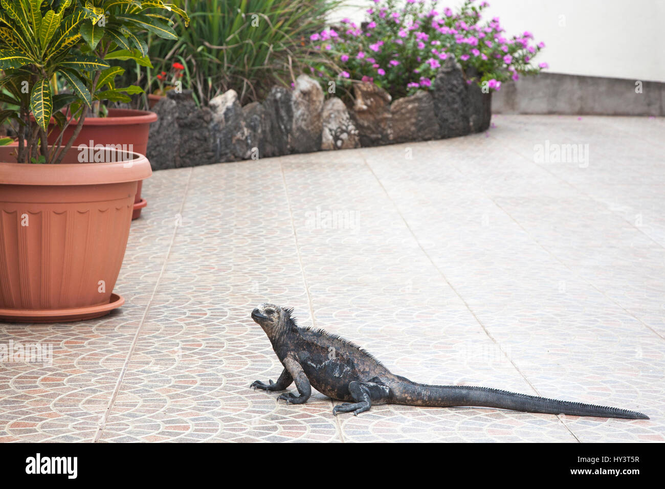 Iguana marina a piedi attraverso il ristorante Puerto Ayora sull'isola di Santa Cruz nelle Galapagos Foto Stock