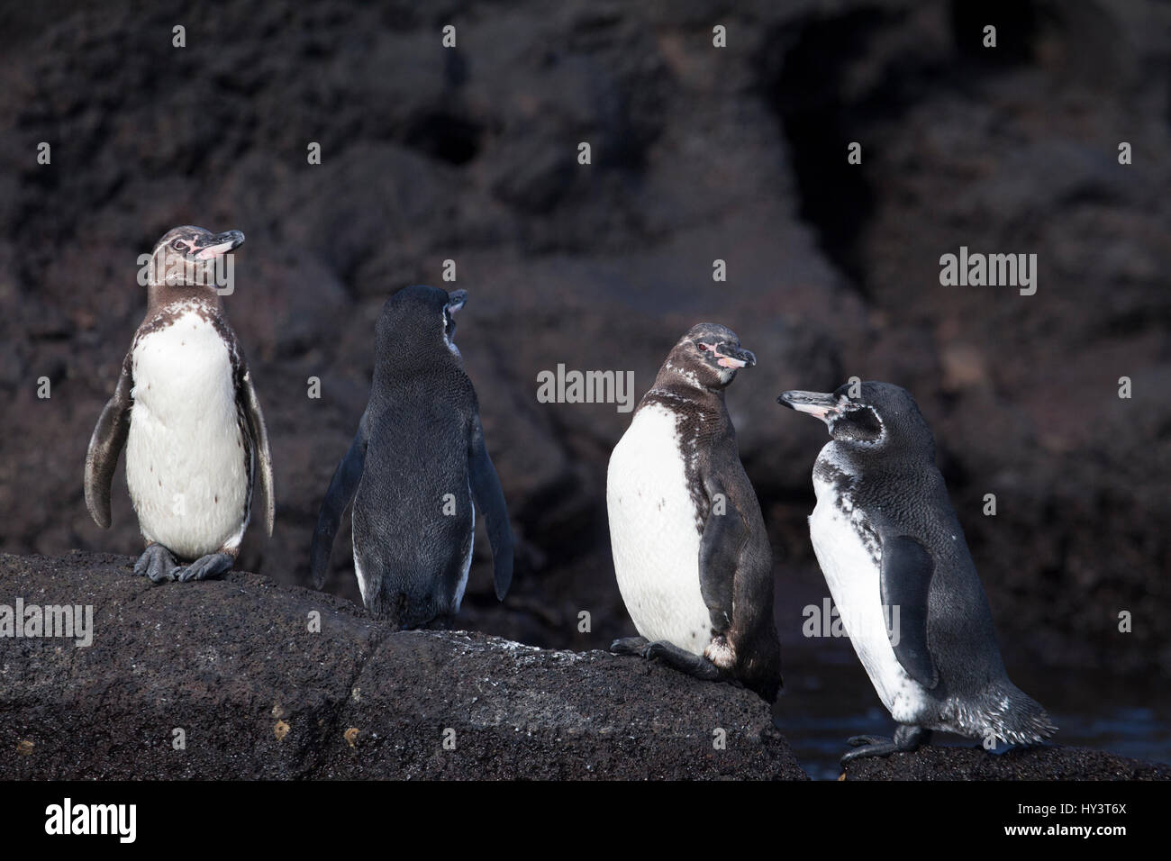 Galapagos Penguins, Spheniscus mendiculus, su Bartolome is. L'unico pinguino che si affaccia sulla roccia lavica nera è mimetriato da controcolorazione (Legge di Thayer) Foto Stock